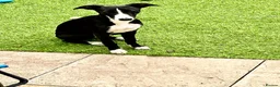Whippet dogs for sale: Beautiful whippet girl - Advert 4