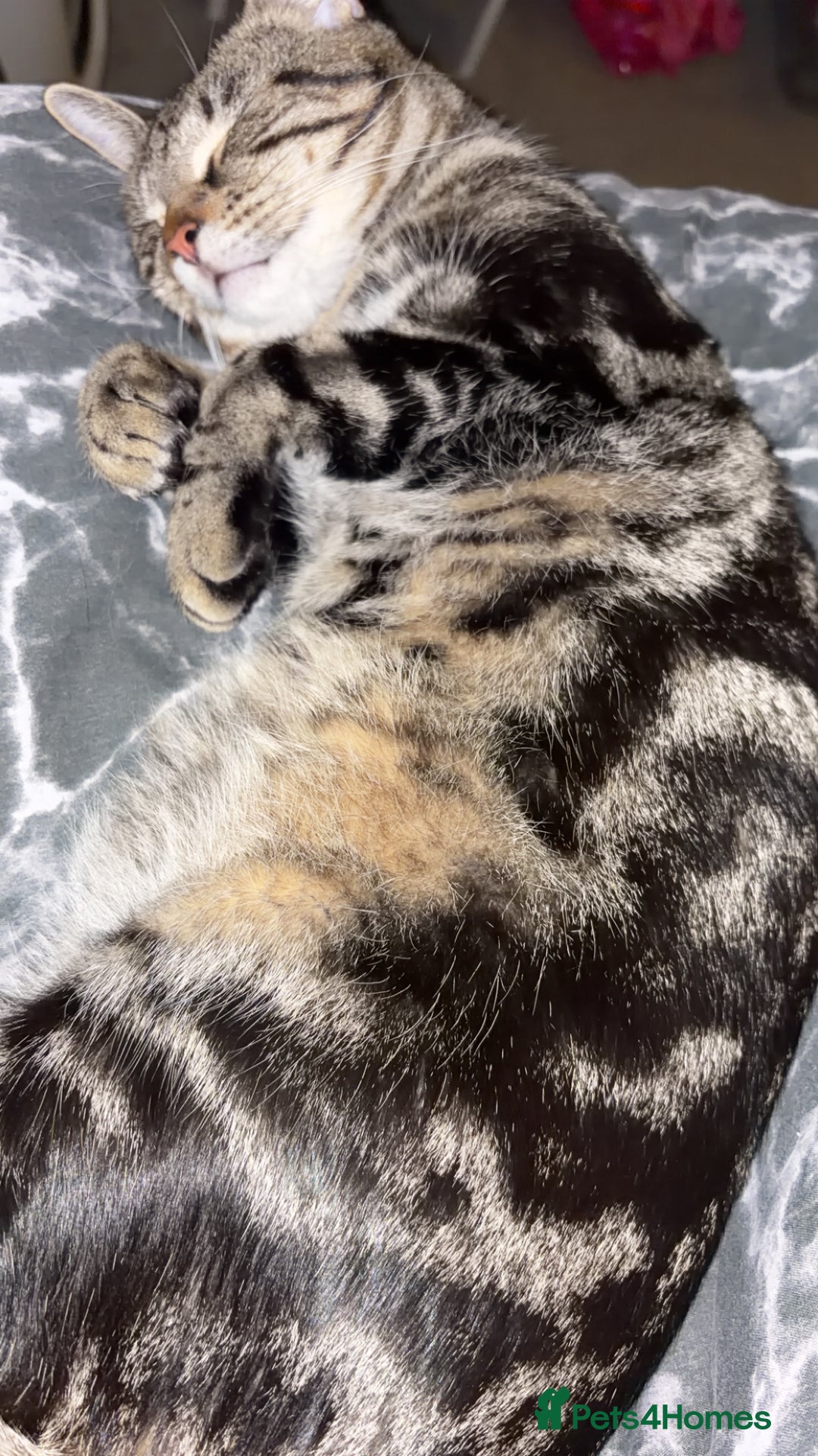 Domestic Shorthair cats for sale: Simba! - Advert 4