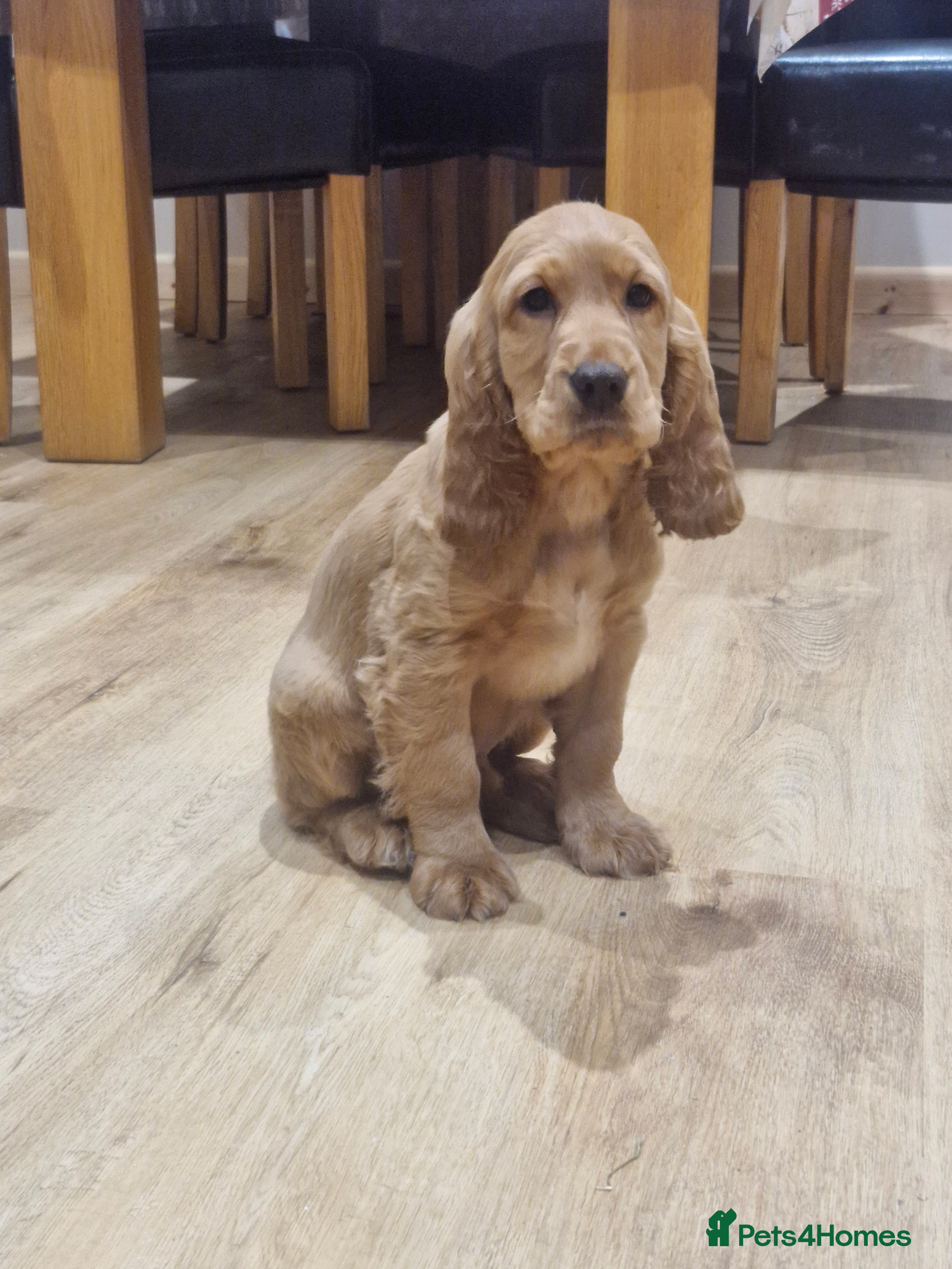 Cocker Spaniel dogs Golden Show Type Cocker Spaniel Pups - Advert 5