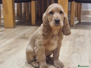 Cocker Spaniel dogs Golden Show Type Cocker Spaniel Pups - Advert 5