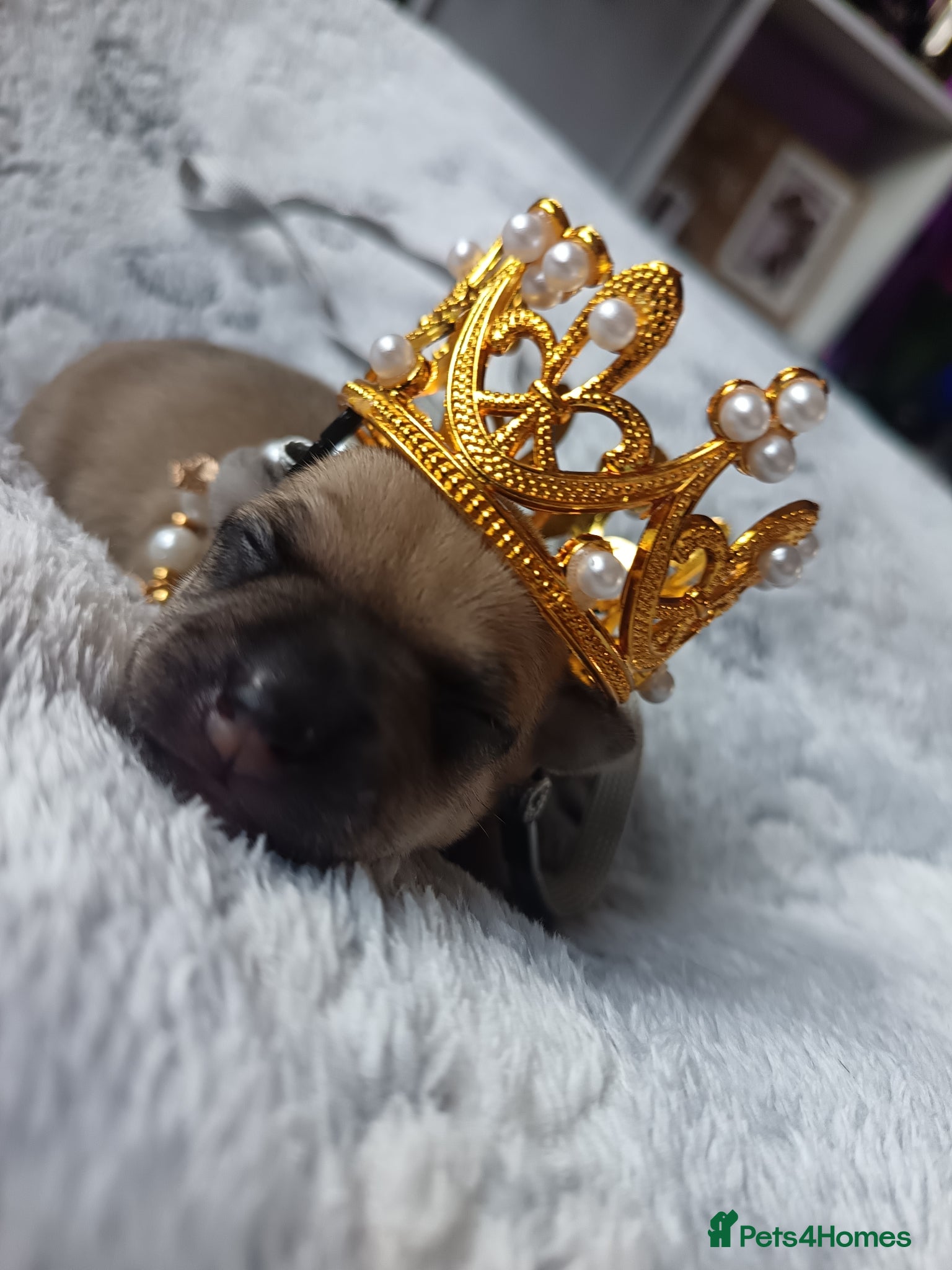 Chihuahua dogs Chihuahua 2 girls & 1 boy 🏡  - Advert 8