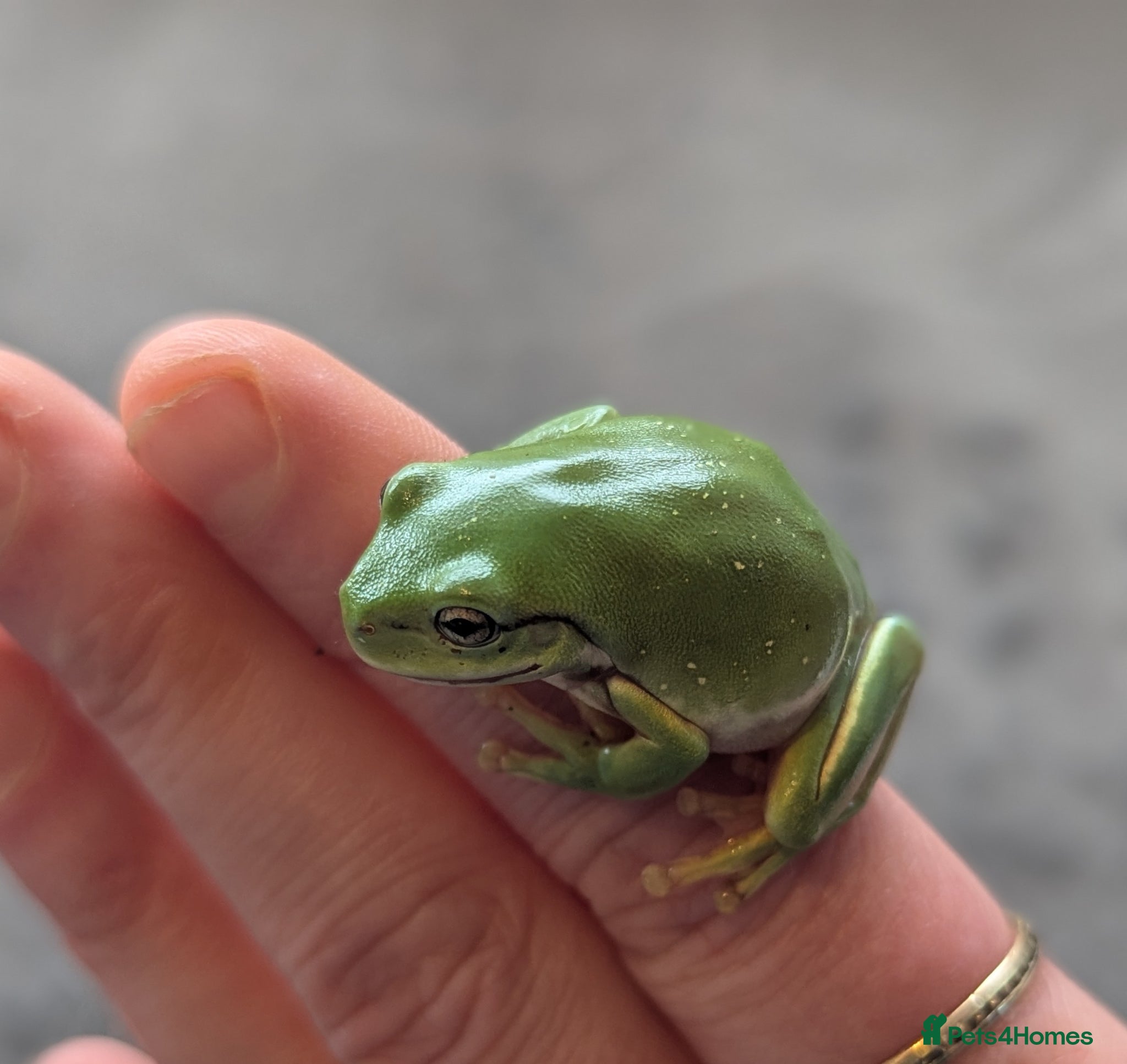 Frog reptiles Snowflake whites tree frogs - Advert 1