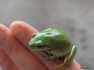 Frog reptiles Snowflake whites tree frogs - Advert 1