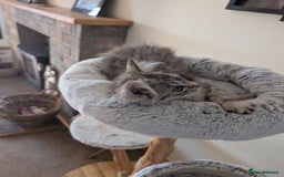 Maine Coon cats for sale: Maine Coon kittens - Image 4