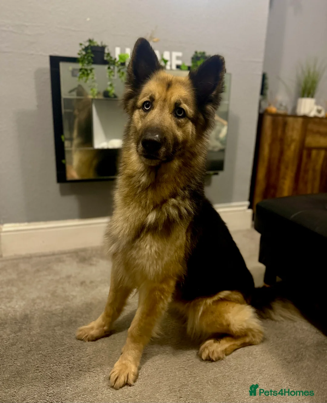 German Shepherd dogs for sale: German shepherd  - Advert 3