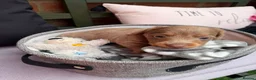 Miniature Dachshund dogs for sale: Long haired miniature dachshunds  in Liverpool - Advert 7