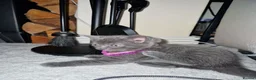 Mixed Breed cats for sale: Lovely Gray kittens one boy one girl in Stoke-on-Trent - Advert 10