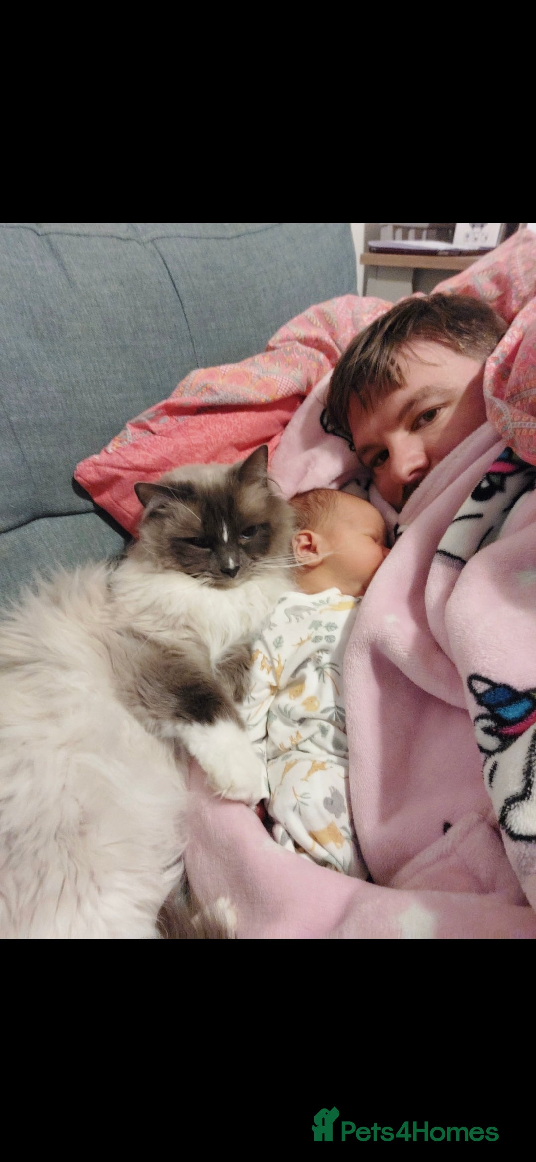 Mixed Breed cats for sale: 5 Beautiful Maine Coon/Ragdoll Kittens  - Advert 17