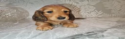 Miniature Dachshund dogs for sale: Lh Miniature Dachshund Puppies,championsblood line in Gainsborough - Advert 5