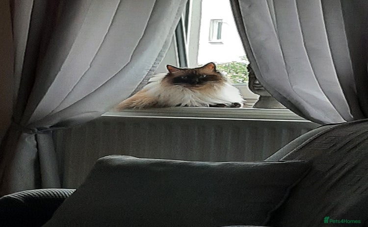 Ragdoll cats - Advert 2