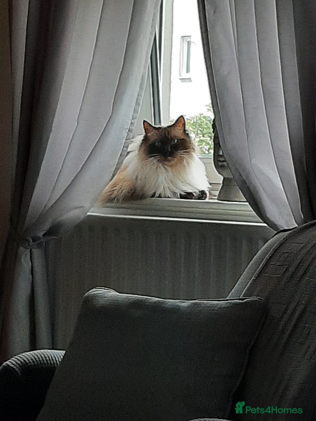 Ragdoll cats for sale: Billy - Image 1
