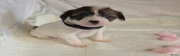Chinese Crested dogs for sale: Pure Chinese Crested Puppies - Advert 23