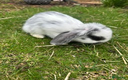 Mini Lop rabbits for sale: Mini lops - Image 2