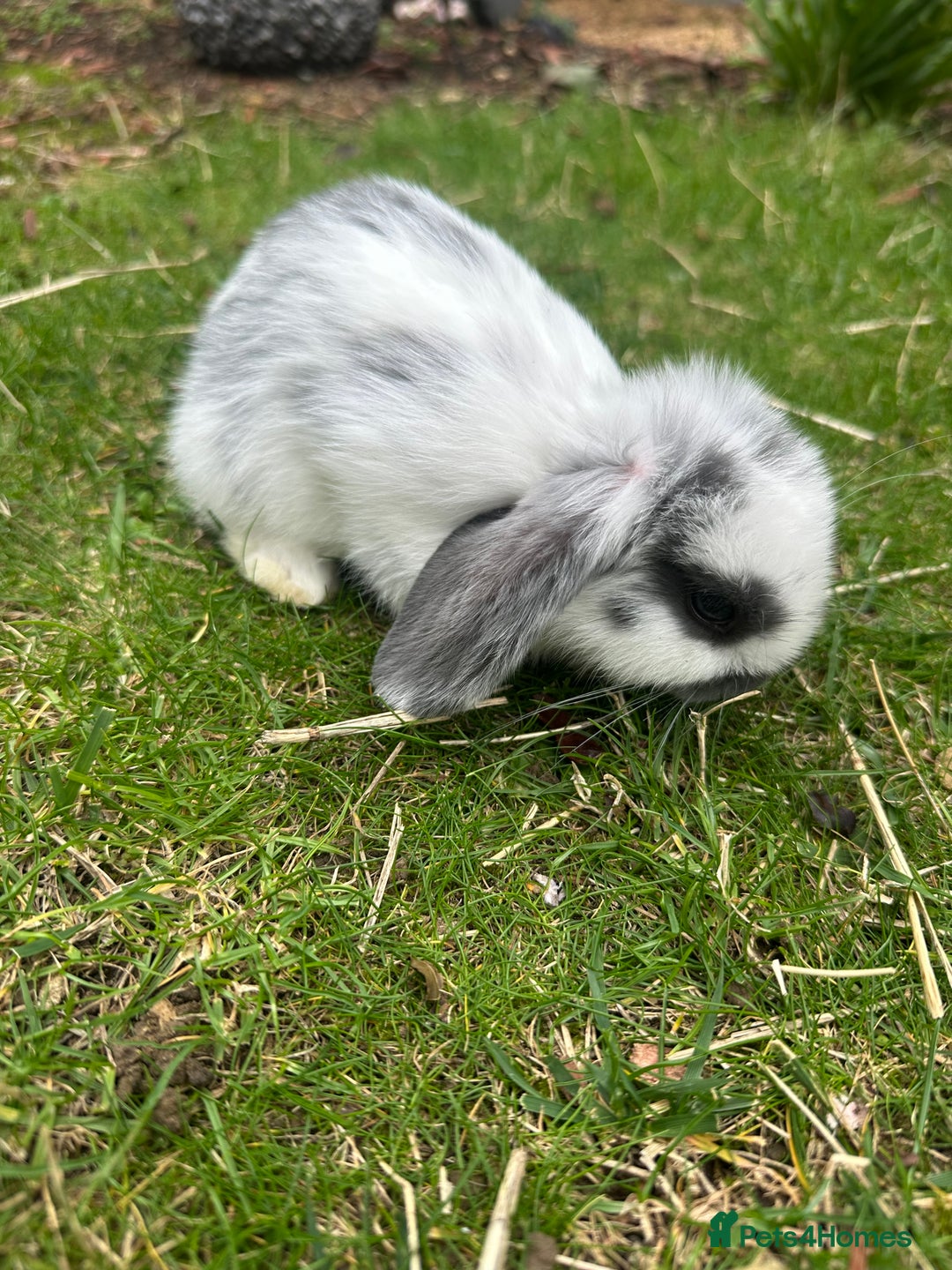 Mini Lop rabbits for sale: Mini lops - Image 2