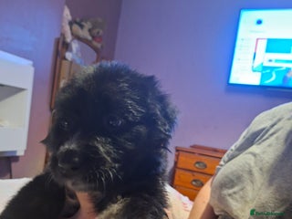 Mixed Breed dogs Last f1 border retriver boy pup - Advert 5