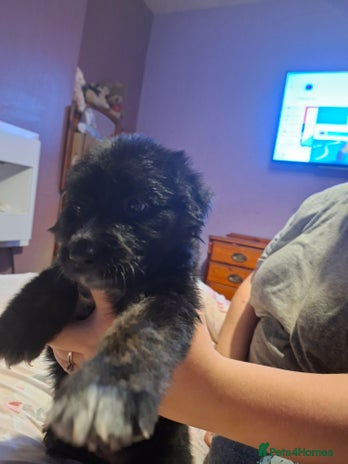 Mixed Breed dogs Last f1 border retriver boy pup - Advert 1