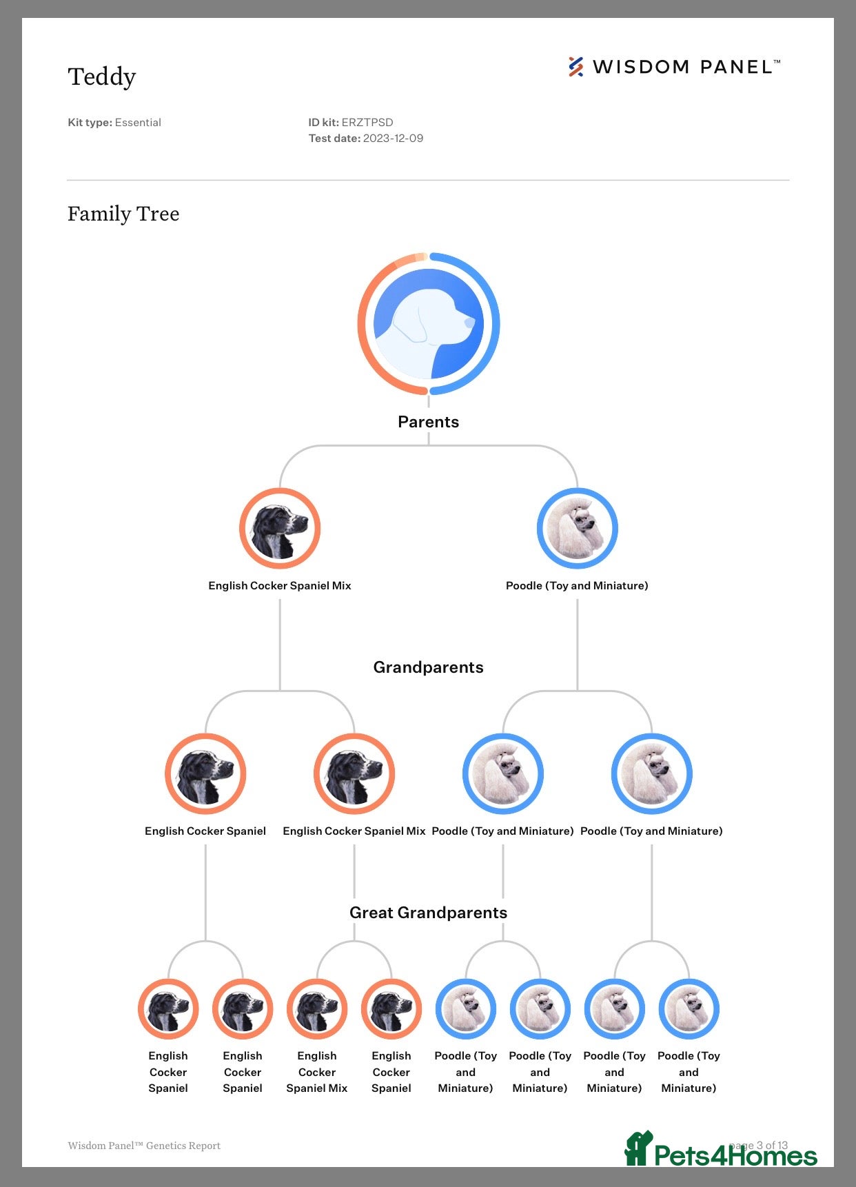 Cockapoo dogs  Cockapoo  Puppies - Multigenerational  - Advert 2