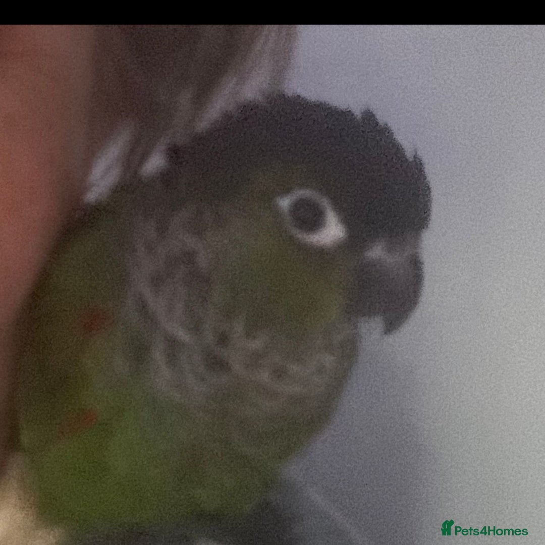 Parrots birds for sale: Cockatiel and Conure - Advert 1