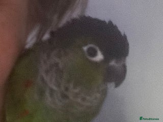 Parrots birds Cockatiel and Conure - Advert 1