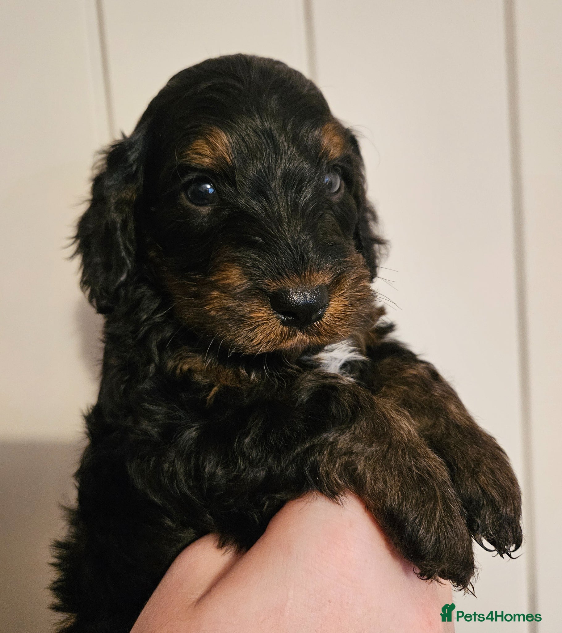 Cockapoo dogs Licensed insured breeder! Show-type cockapoo boys - Advert 1