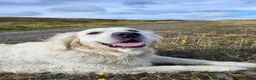 Golden Retriever dogs for sale: Golden Retriever - Advert 10