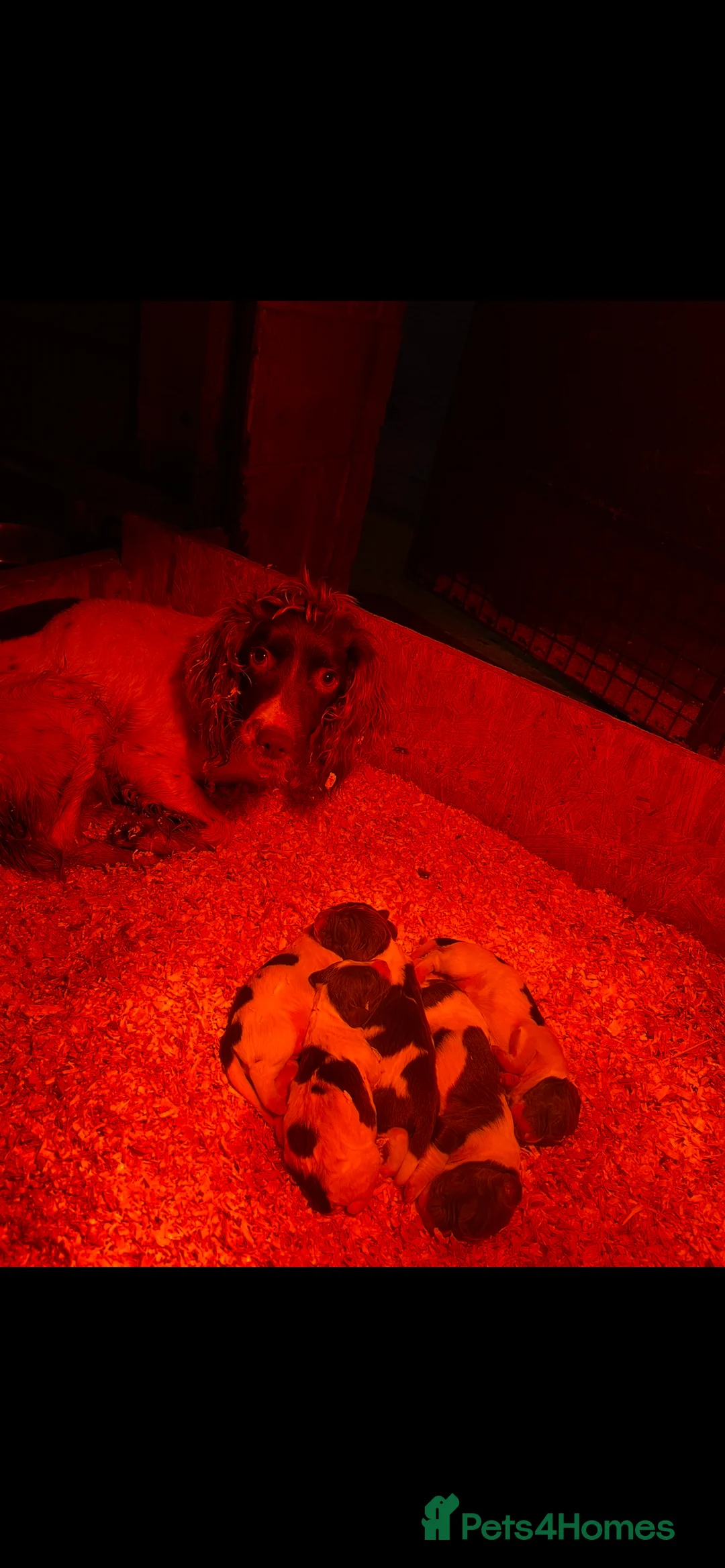 English Springer Spaniel dogs for sale: 5 beautiful English springer spaniel puppies  - Advert 2