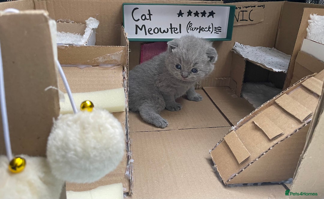 British Shorthair cats for sale: 💕Pure BSH Kittens – Family Raised, Ready December - Image 18