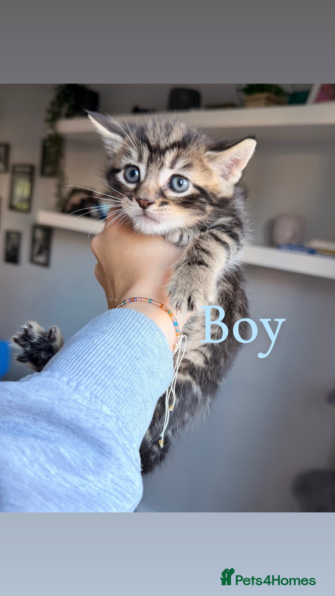 Mixed Breed cats Gorgeous black and Silver Tabby Kitten - Advert 1