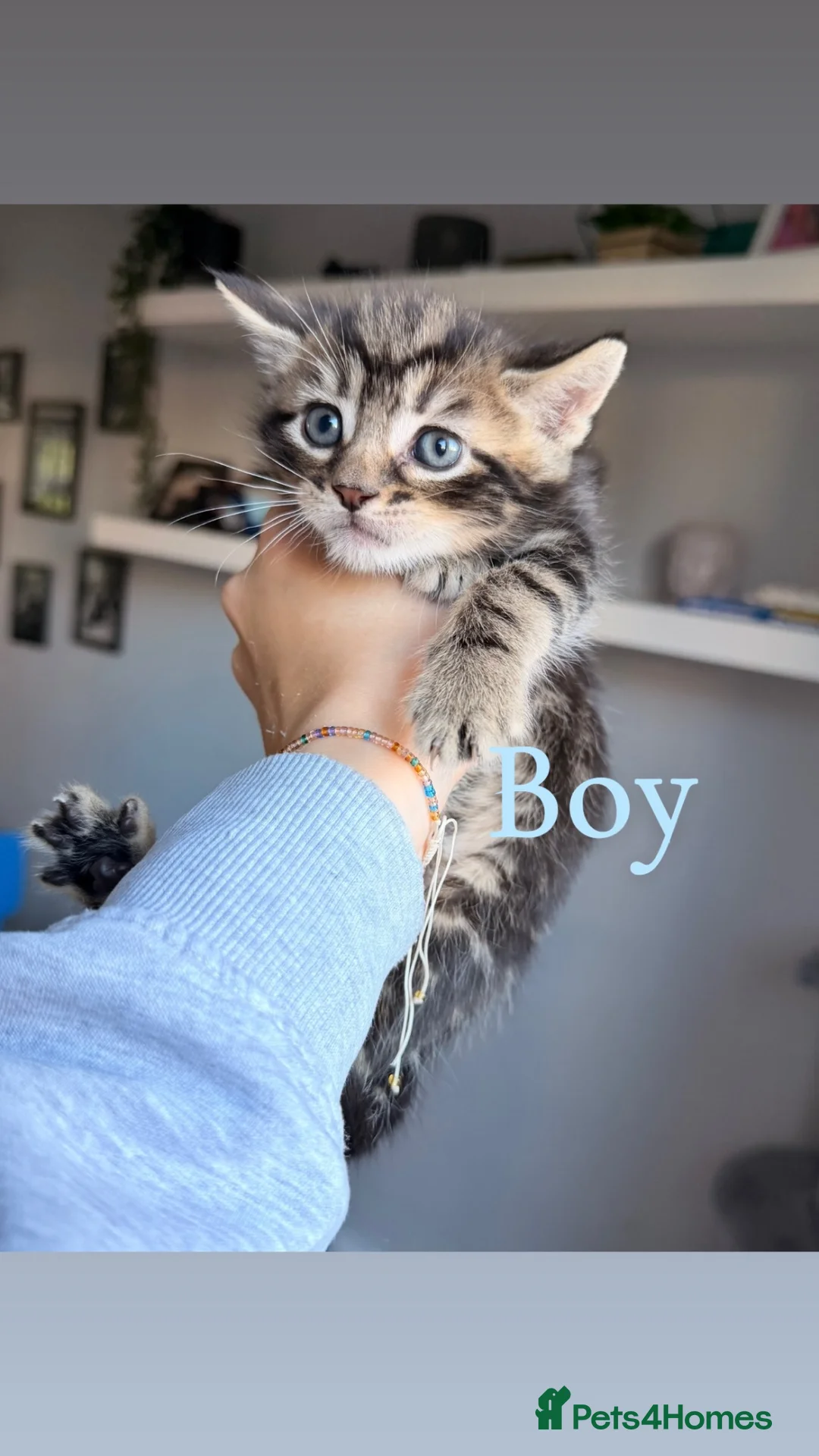 Mixed Breed cats for sale: Gorgeous black and Silver Tabby Kitten - Advert 1