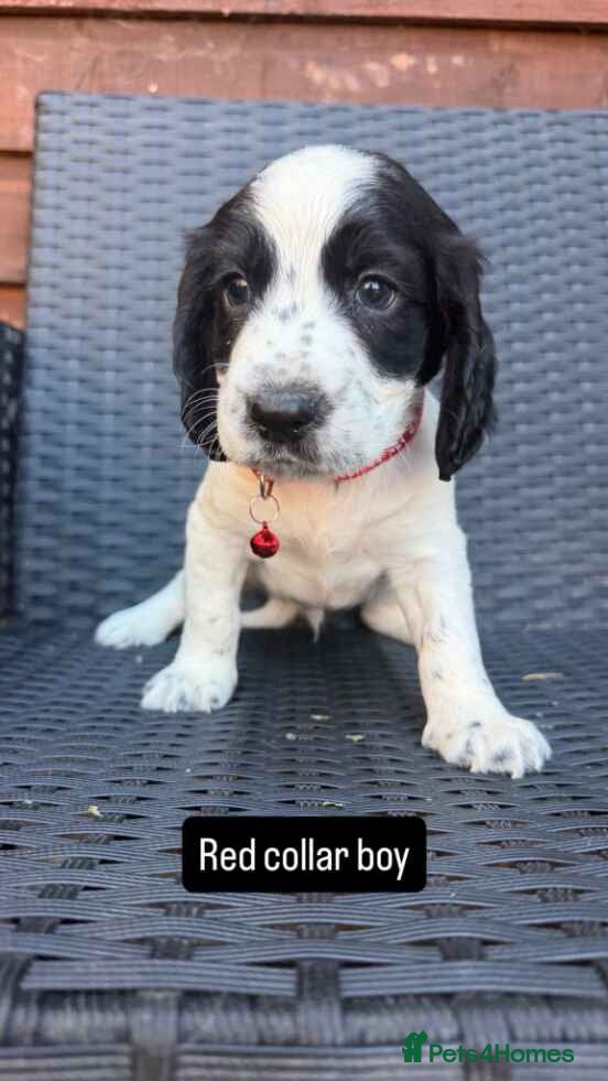 English Springer Spaniel dogs Beautiful litter springer spaniels - Advert 2