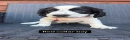 English Springer Spaniel dogs for sale: Beautiful litter springer spaniels - Advert 3