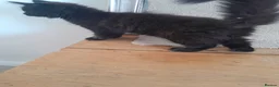 Maine Coon cats for sale: Maincoon x female 11 weeks old - Advert 7