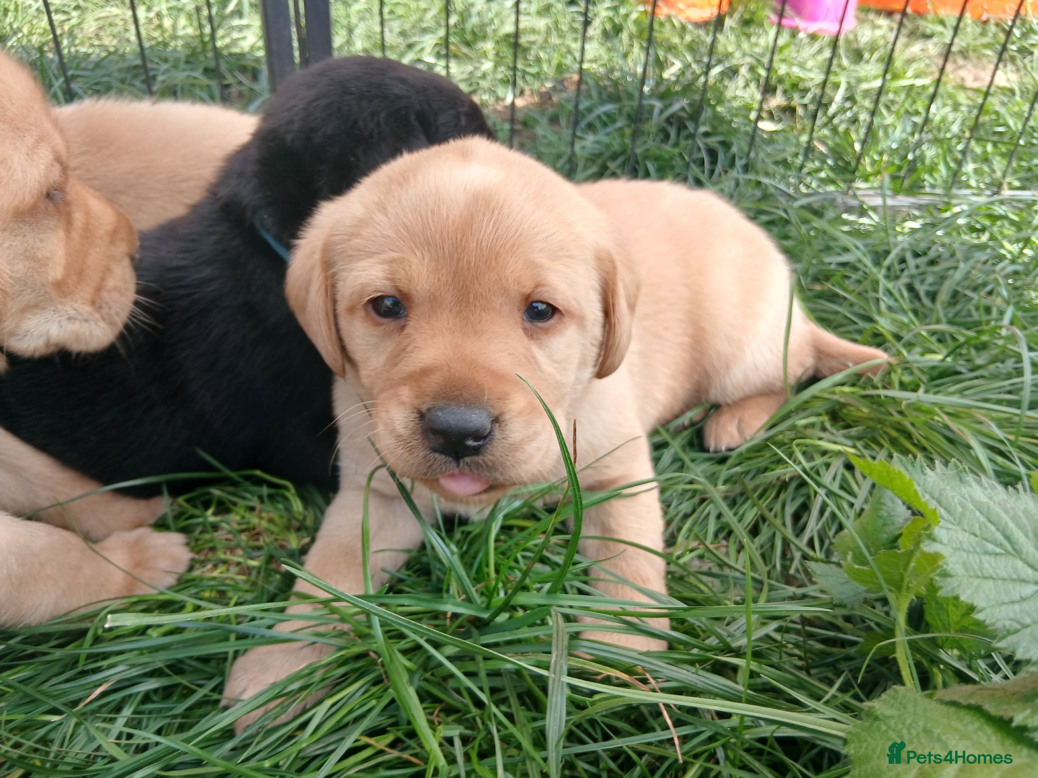 Labrador Retriever dogs Gorgeous chunky labrador puppies - Advert 5