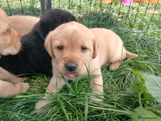 Labrador Retriever dogs Gorgeous chunky labrador puppies - Advert 5