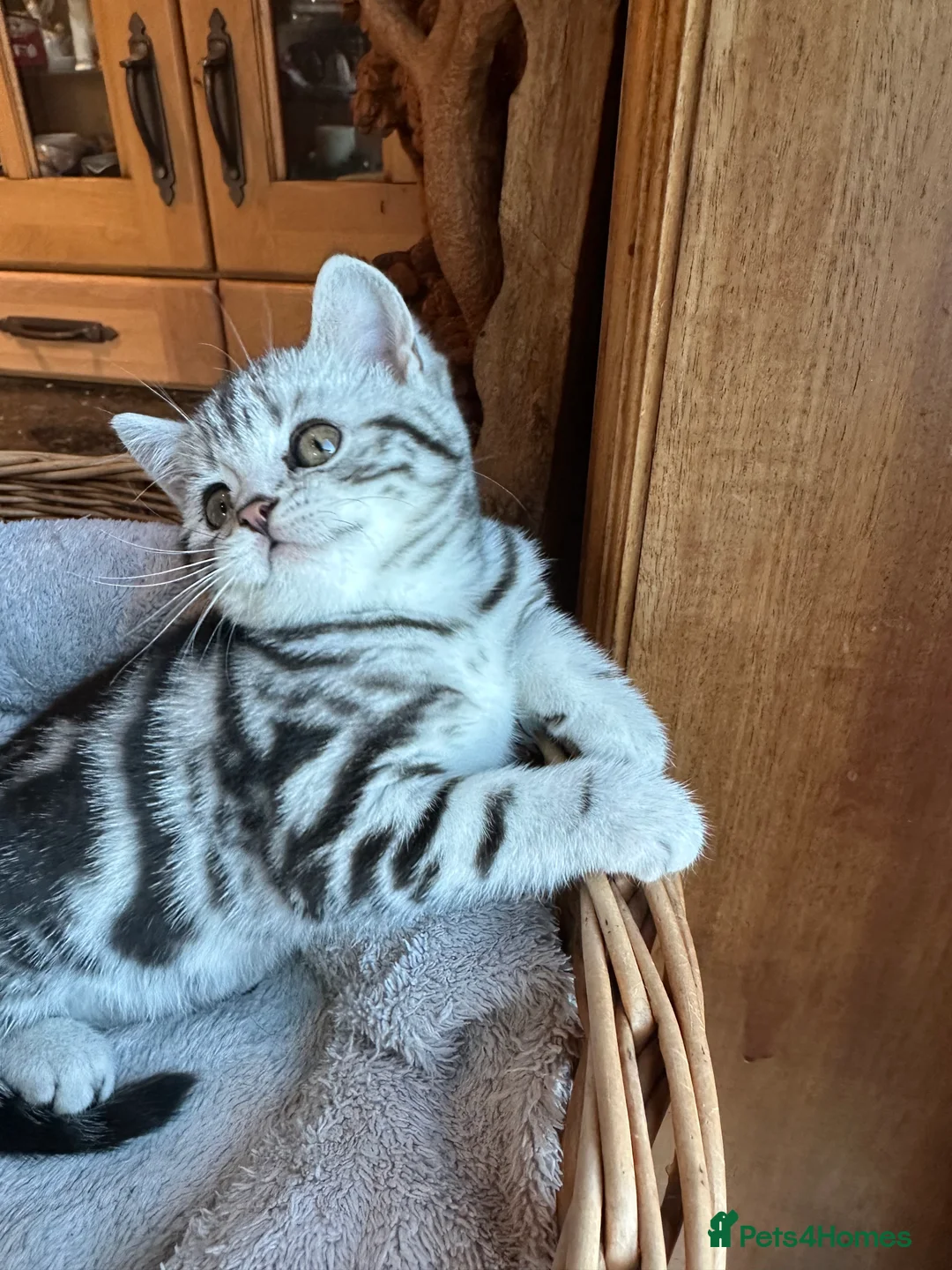 British Shorthair cats for sale: BSH stunning Silver Tabby kittens - Advert 27