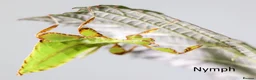 Stick Insects invertebrates for sale: Two mixed colour nymphs Phyllium Leaf insects - Advert 8