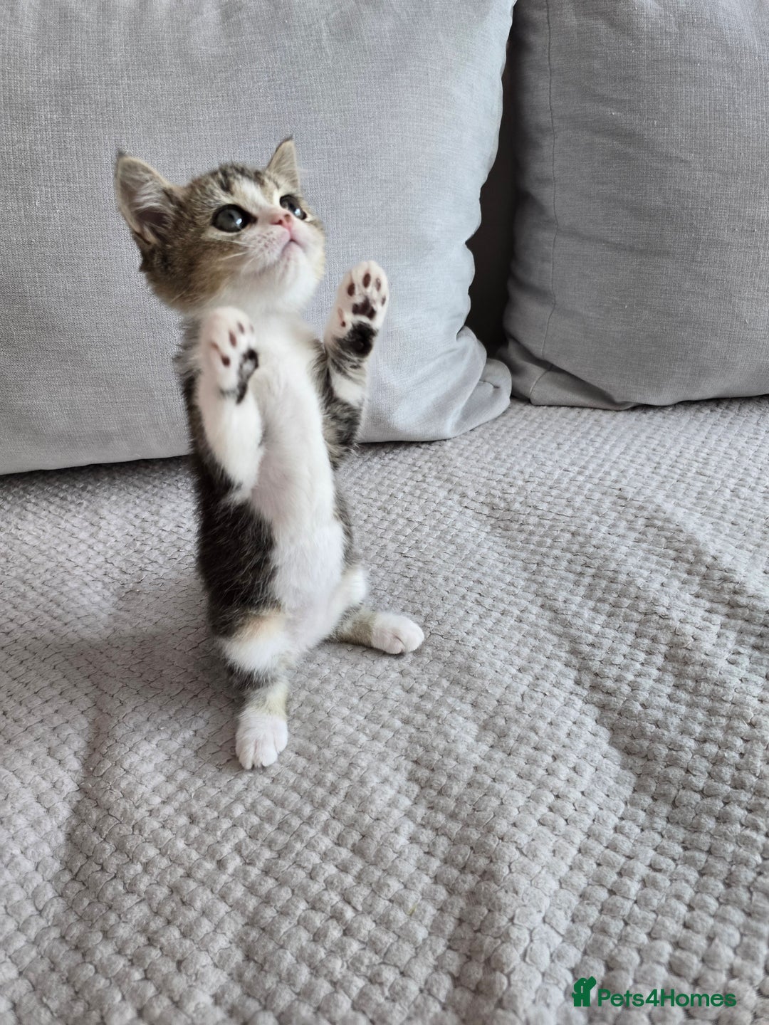 Scottish Fold cats for sale: Scottish Straight purebred kittens  - Image 3