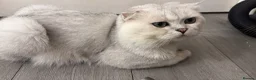 Scottish Fold cats for sale: Adorable Scottish Fold/straight Kittens for Sale - Advert 12