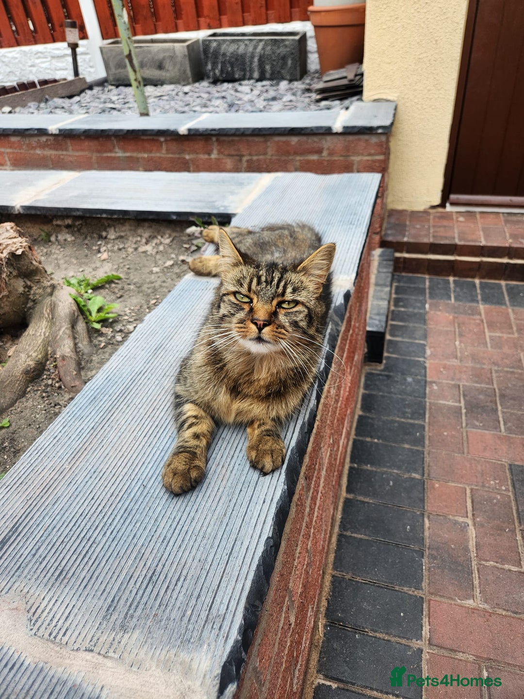 Mixed Breed cats for sale: Half maincoon half moggy mixed breed - Image 1
