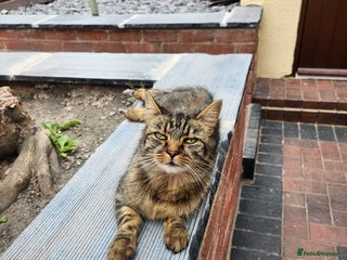 Mixed Breed cats - Advert 7