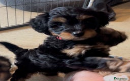 Mixed Breed dogs for sale: Tibetan x Toy Poodle - Image 8