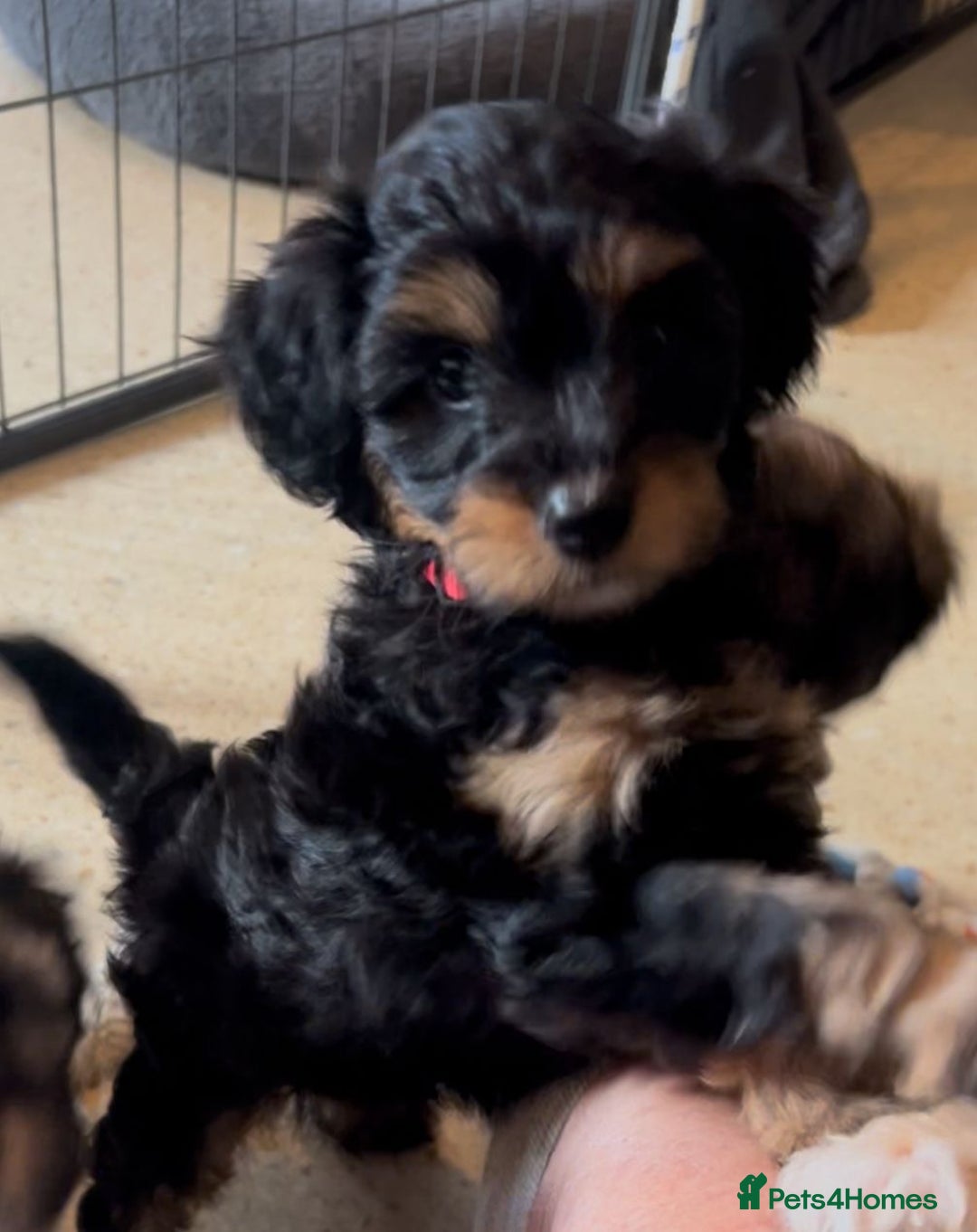 Mixed Breed dogs for sale: Tibetan x Toy Poodle - Image 8