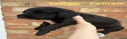 Cockapoo dogs for sale: 6 beautiful miniature cockapoos  - Advert 7