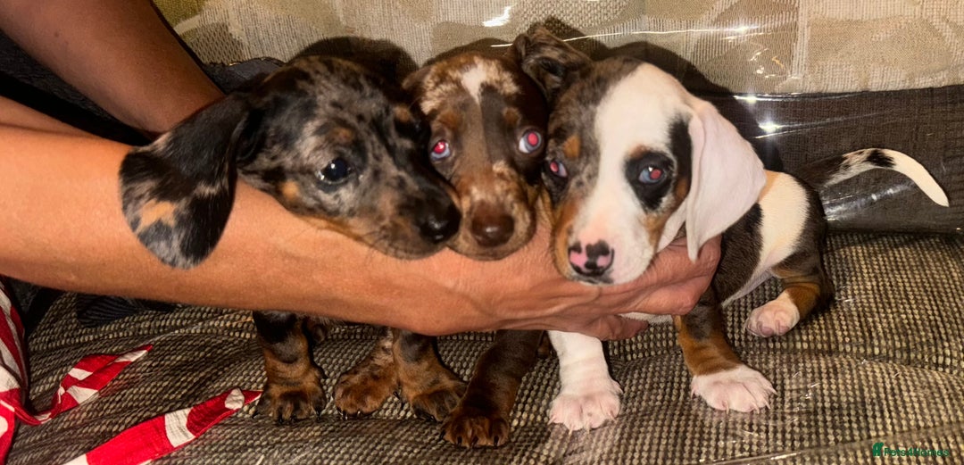 Miniature Dachshund dogs for sale: Miniature dachshund puppys - Image 2