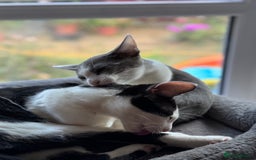 Oriental cats for sale: Ready now! Oriental shorthair kittens mix - Image 10