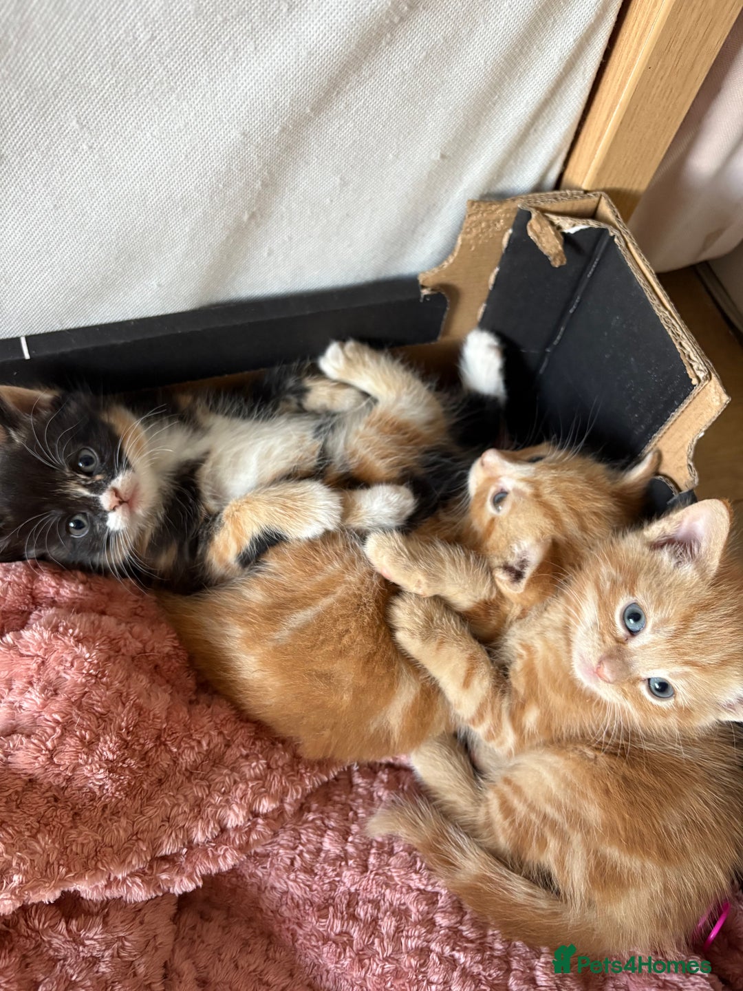 Mixed Breed cats for sale: 3 beautiful kittens for sale.  - Image 5