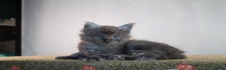 Maine Coon cats for sale: Gorgeous TICA-Registered Maine Coon Kittens! - Advert 35