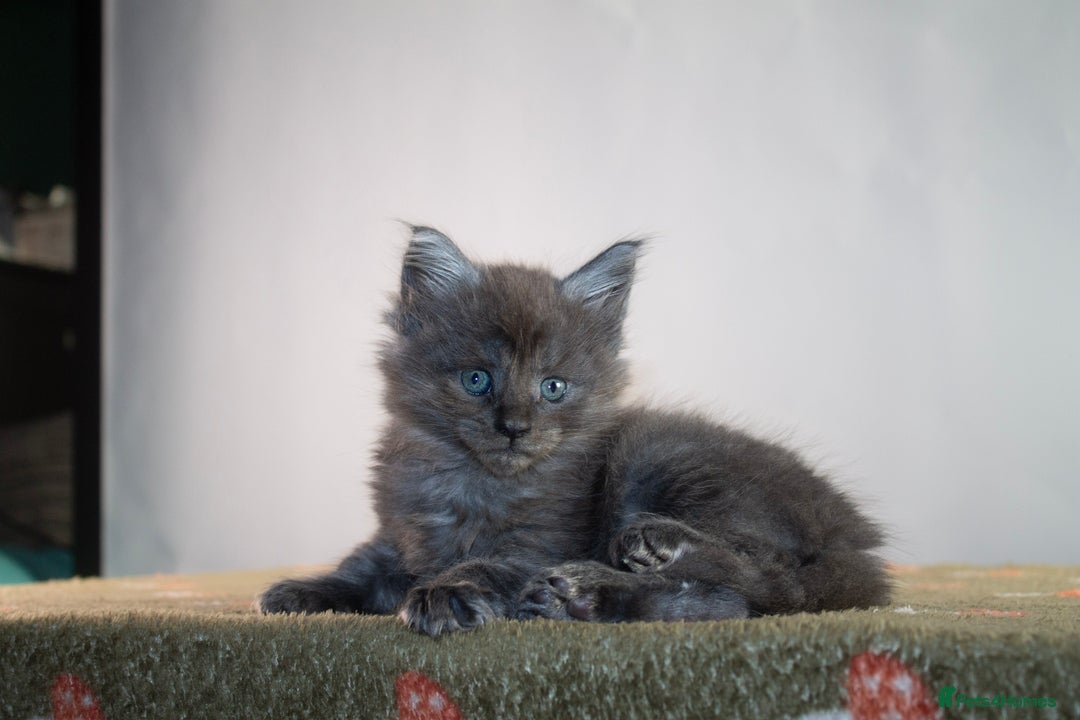 Maine Coon cats for sale: Gorgeous TICA-Registered Maine Coon Kittens! - Advert 35