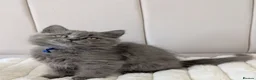 British Shorthair cats for sale: 💙Gorgeous British Shorthair / Longhair Kittens 💙 - Advert 5