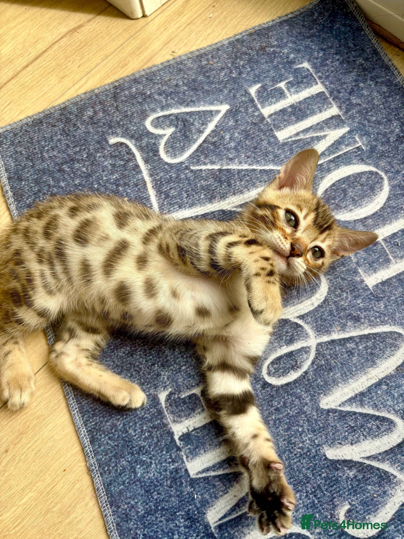 Bengal cats 🩵FINAL BENGAL KITTEN FOR FOREVER HOME🩵 - Advert 1